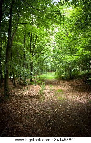 Forrest In Bornholm. Beautiful Destination In Denmark