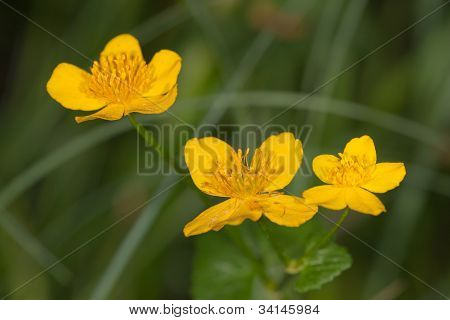 ดอกไม้สามสีเหลือง