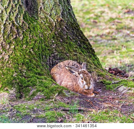Cute Rabbit Sitting On Tree, Hide In  Tree Root