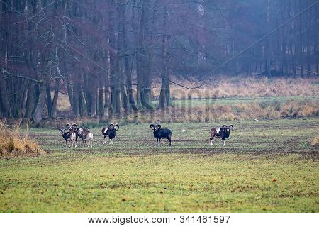 Herd Of Wildlife Mouflon Animals Standing On Meadow. Czech Republic