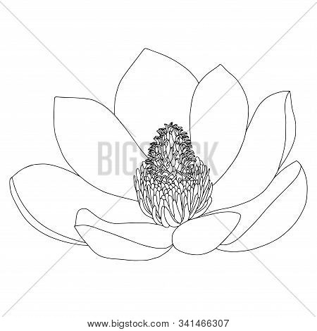 Magnolia Flower Sketch On White Background. Floral Botany. Hand Drawn Botanical Illustration In Blac