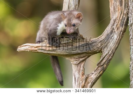 Stone Marten, Martes Foina, With Clear Green Background. Beech Marten, Detail Portrait Of Forest Ani