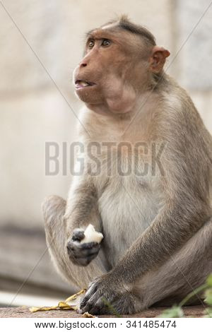 A Rhesus Macaque Or Macaca Mulatta Is Eating Bananas