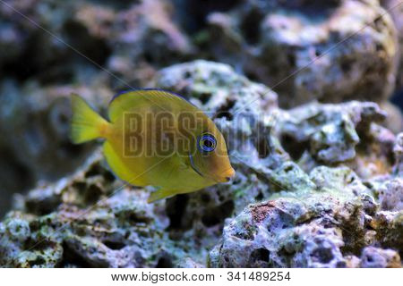 Blue Juvenile Atlantic Tang - (acanthurus Coeruleus)
