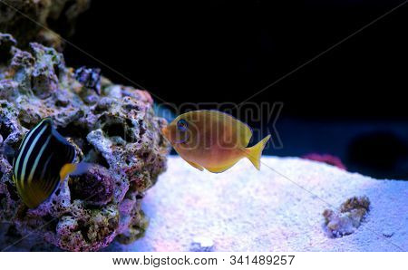 Blue Juvenile Atlantic Tang - (acanthurus Coeruleus)