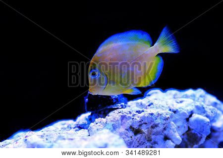 Blue Juvenile Atlantic Tang - (acanthurus Coeruleus)