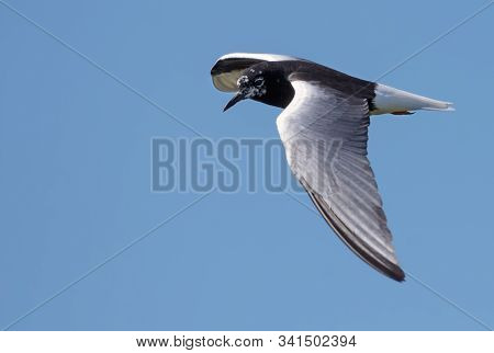 White-winged Black Tern (chlidonias Leucopterus) Hover In Blue Sky In Search Of Food With Spreaded W
