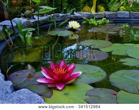 Garden Pond With Blooming Pink/white Waterlily Swimming In The Foreground And Yellow/white Waterlily