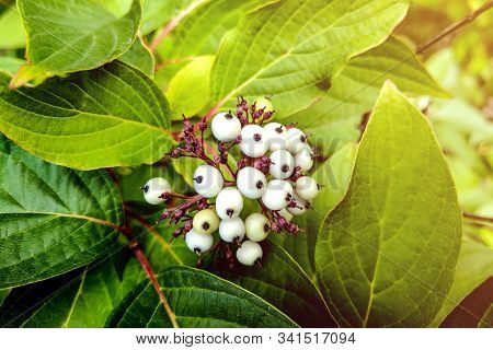 White Indigo Berry, Randia Aculeata In The Garden