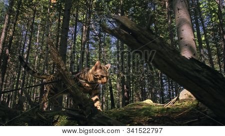 One Cat In A City Park. Bengal Wildcat Walk On The Forest In Collar. Asian Jungle Cat Or Swamp Or Re