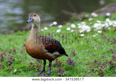 Portrait Of A Wandering Whistling Duck (dendrocygna Arcuata) Standing By The Waters Edge