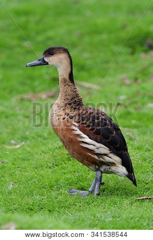 Portrait Of A Wandering Whistling Duck (dendrocygna Arcuata)
