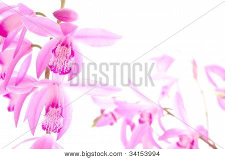 Orientální růžová orchidej