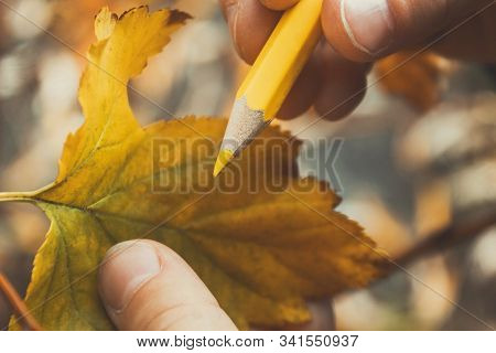 Autumn Leaf In The Hands Of The Artist. Redraw The Leaf. Preparing For The Fall Season