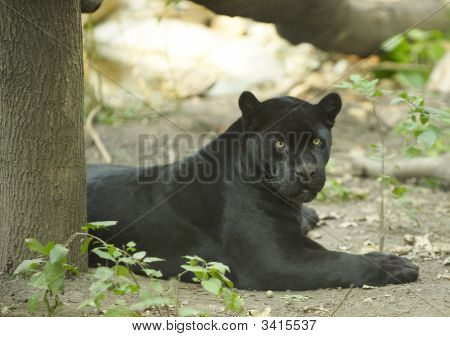 Sorte jaguar