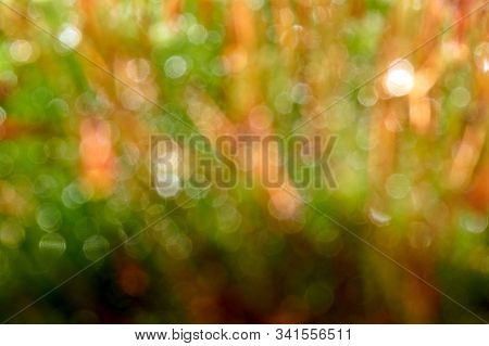 Bryophyta, Macro Shot Of Moss With Drops Of Water