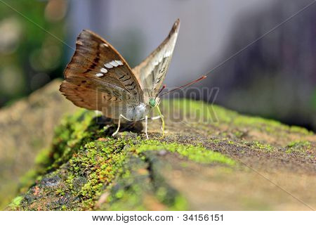 Масло Fly