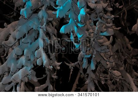 Winter Night Scene. A Tree Covered With Thick Layer Of Snow With Green Shade From Fraffic Lights.