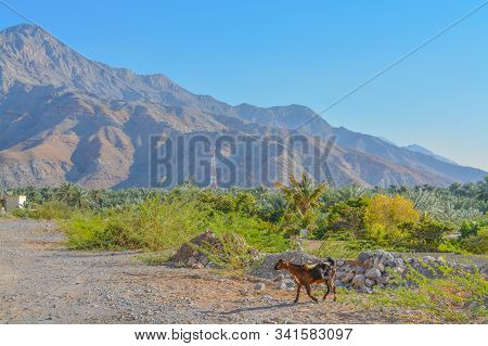 A Goat Near The Hajar Mountains. Just North Of The Border Of Oman In United Arab Emirates.