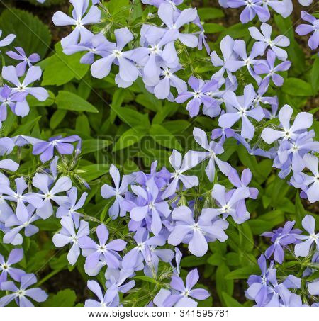 Blue Phlox Splayed Closeup On The Background Of Leaves