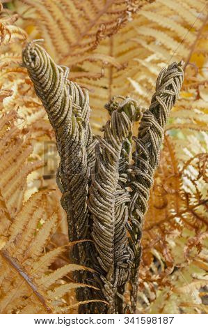 Dried Branches (polypodiophyta) Of Fern. Natural Background