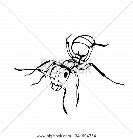 Sketch Design Of Illustration Ants On White Background