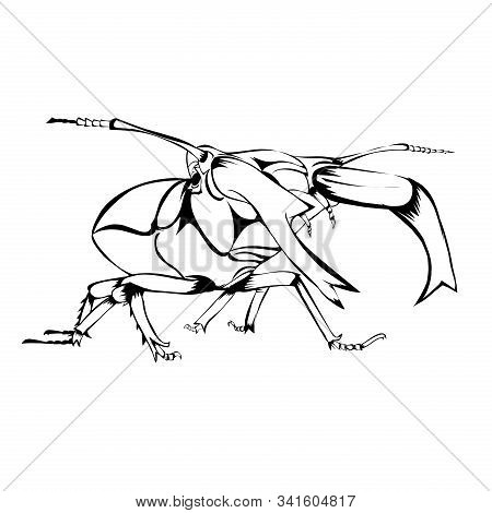 Sketch Design Of Illustration Beetle On White Background