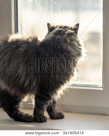 The Cat Is Sitting On The Window.