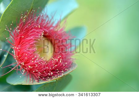 Large Red Blossom And Blue Green Foliage Of The Australian Native Mottlecah, Eucalyptus Macrocarpa, 