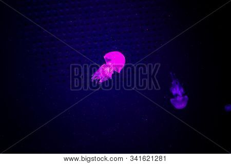 Beautiful Colorful Poisonous Box Jellyfish, Jellyfish In Aquarium With Black Background, Close-up Of