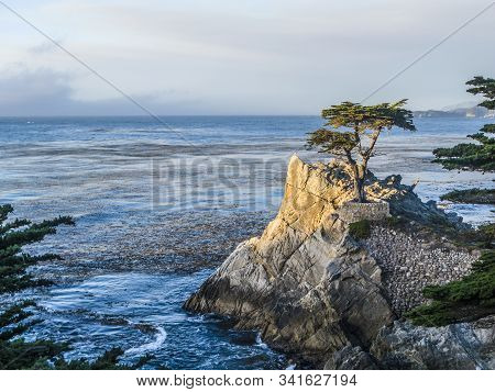 Cypress At The Coastline