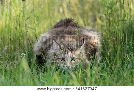 A Norwegian Forest Cat Female Stalking Photographer In High Grass