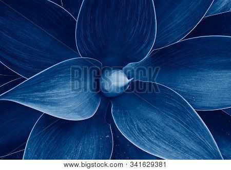 Abstract Ultra Violet Agave Plant Floral Pattern Dragon Tree, Blue Fox Tail Agave Floral Green Patte