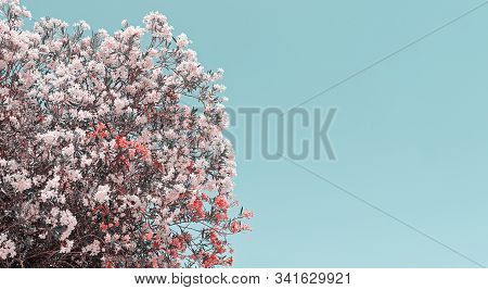Pink Blooming Flowers Of Oleander Against Clear Blue Sky With Copy Space
