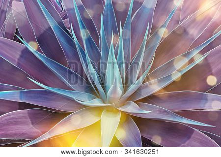 Beautifully Bloomed Agave Leaves Like Lotus Flower. Toned Floral Pattern Agave With Magical Glow And