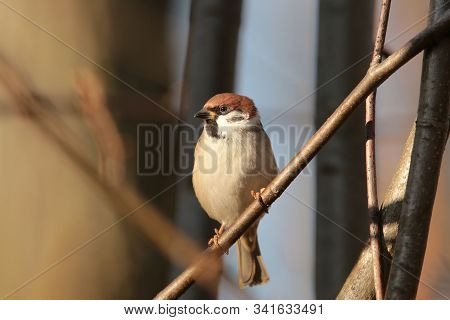 Eurasian Tree Sparrow Nature bird pet Nature background Nature pet sunrise morning Nature pet birdie pet sunset Nature pet birds animal Nature background animal sun Nature background animal Nature autumn animal Nature animal background Nature background.