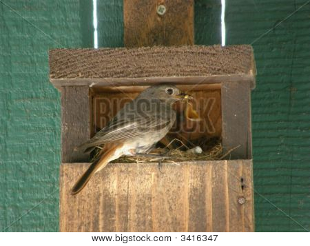 Vogel-Nest