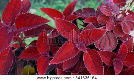 Redflower. Flowers For Postcard And Home Decoration. Beautiful Flower In Home Decor. Colorful Flower