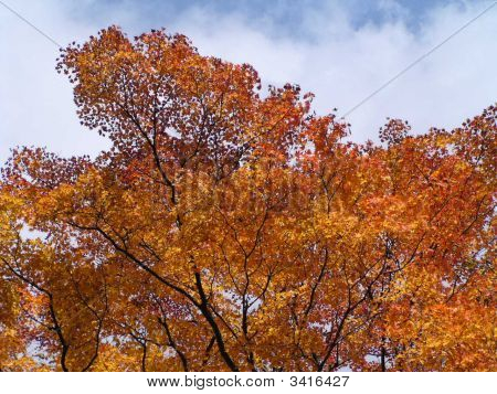 Autumn_Colors