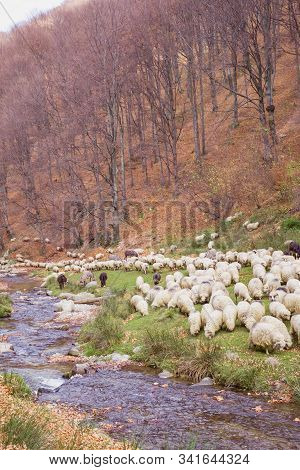Flock Of Sheep And Donkeys On The Bank Of The River Near The Autumn Beech Forest