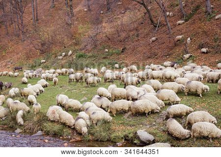 Flock Of Sheep And Donkeys On The Bank Of The River Near The Autumn Beech Forest