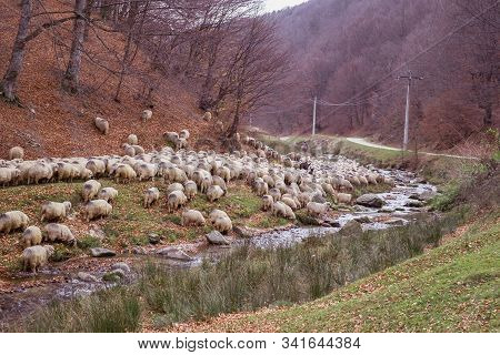 Flock Of Sheep And Donkeys On The Bank Of The River Near The Autumn Beech Forest