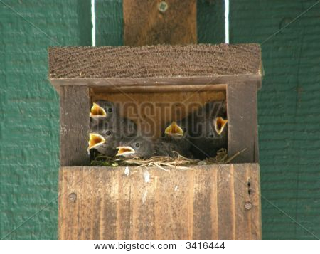 Vogel-Nest