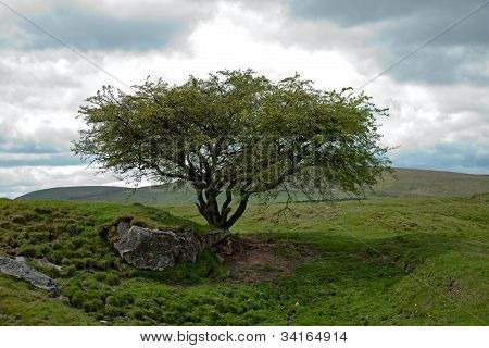 Árbol solitario
