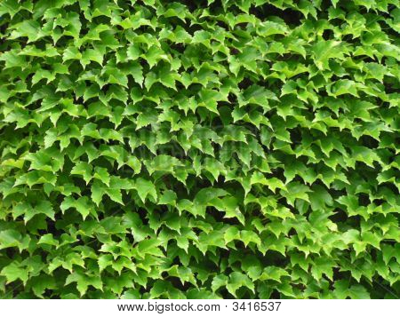Ivy
