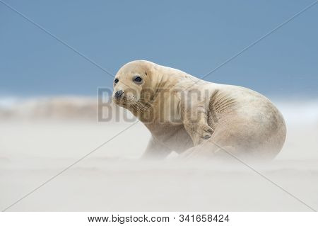 Atlantic Grey Seal Pup (halichoerus Grypus) In A Wind Storm On A Sandy Beach