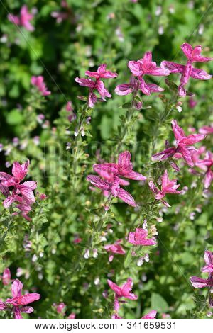Annual Clary - Latin Name - Salvia Viridis