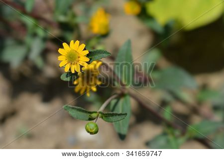 Mexican Creeping Zinnia Yellow Flowers - Latin Name - Sanvitalia Procumbens