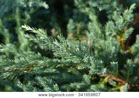 Flaky Juniper Blue Carpet - Latin Name - Juniperus Squamata Blue Carpet