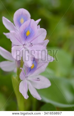 Common Water Hyacinth - Latin Name - Pontederia Crassipes (eichhornia Crassipes)